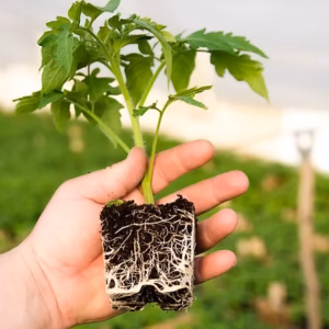 Mycorrhiza - Mycorootsym Wonder